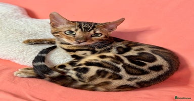 Bengal cats - Advert 2