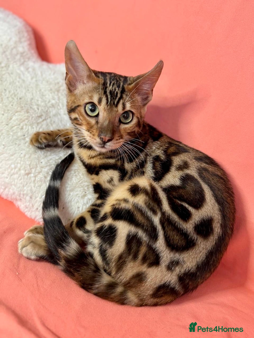 Bengal cats for sale: 🐾Purebred BENGAL Kittens🐾  - Image 2