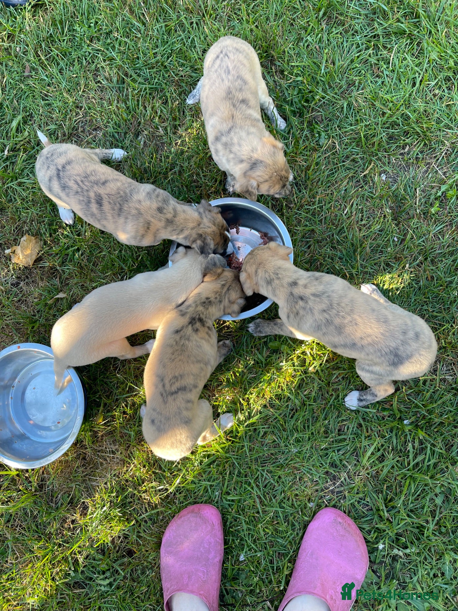 Whippet dogs KC whippet puppies - Advert 2