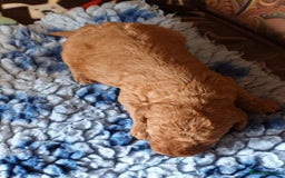 Labradoodle dogs for sale: F1b MINIATURE LABRADOODLES. 5* LICENCED BREEDER. - Image 13