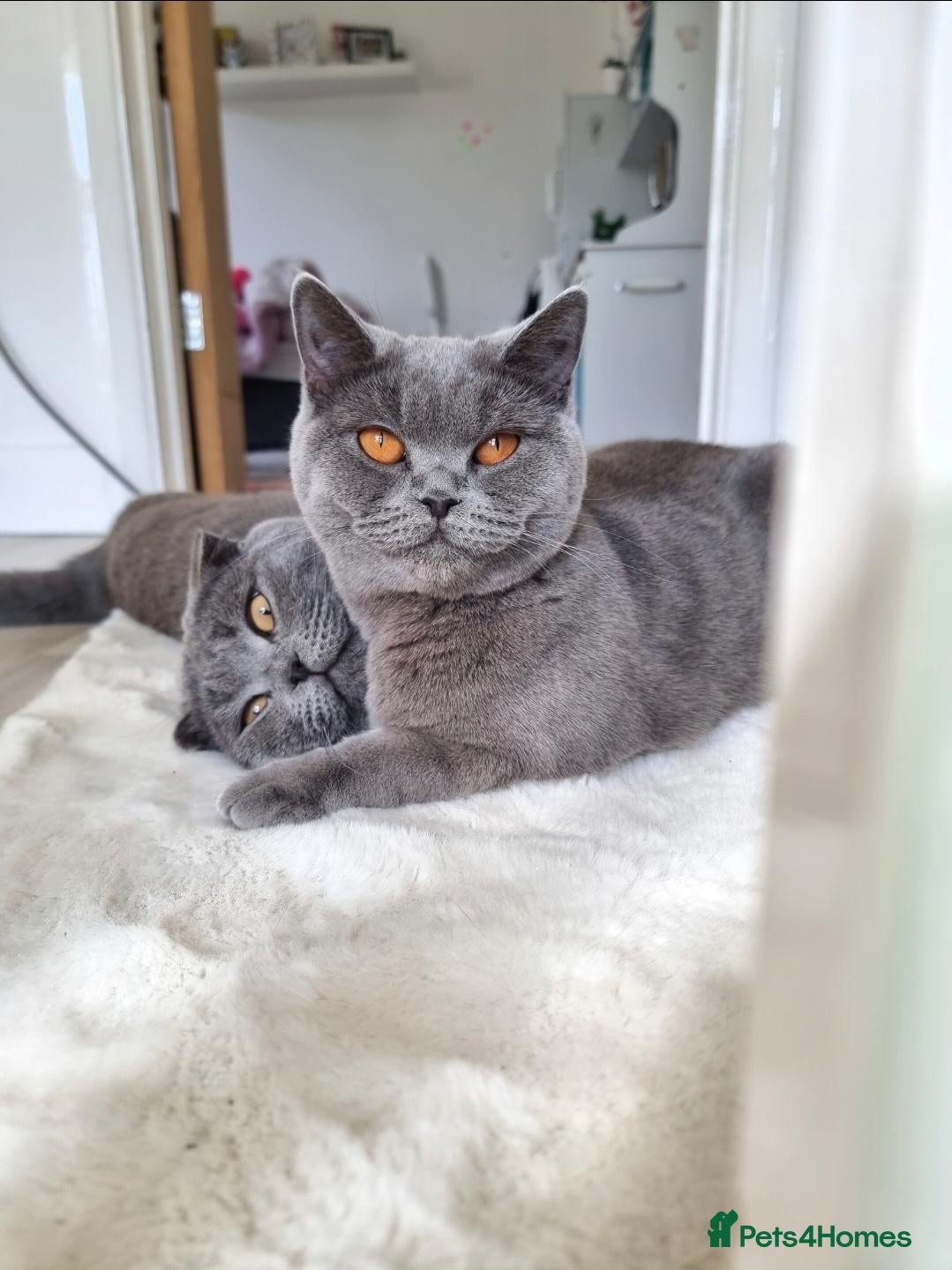 British Shorthair cats Beautiful kittens looking for loving homes!  - Advert 1