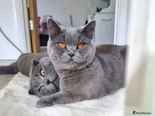 British Shorthair cats Beautiful kittens looking for loving homes! - Advert 1
