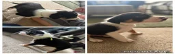 Border Collie dogs for sale: 5 Border collies puppies - Advert 6