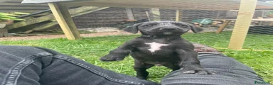 Mixed Breed Puppy 2