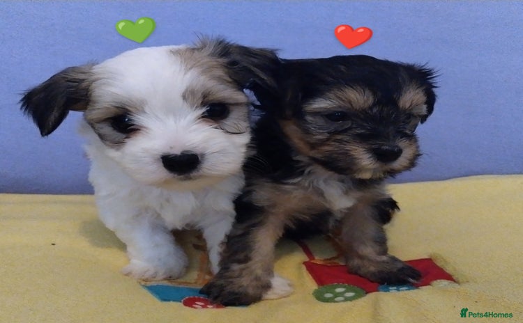 Morkie dogs - Advert 5