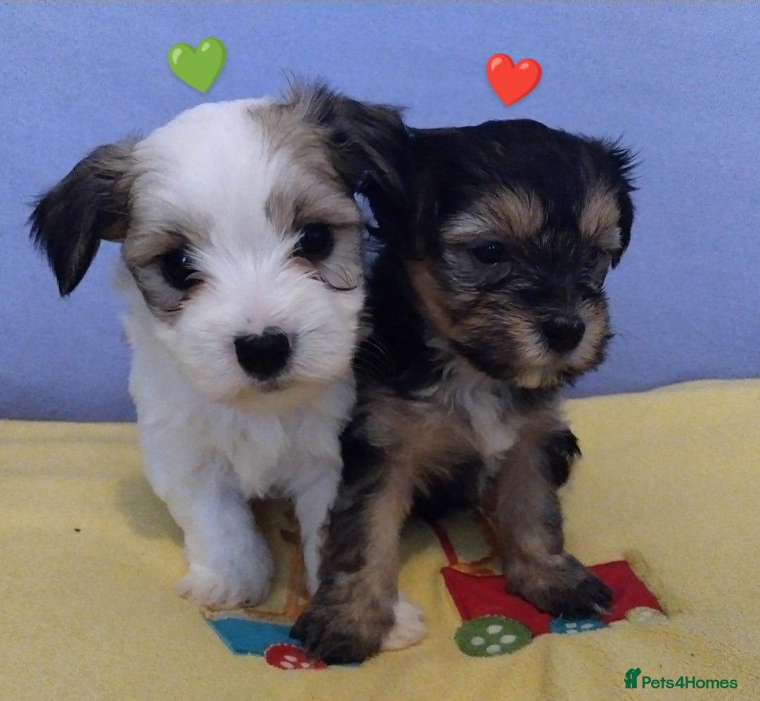 Morkie dogs for sale: Beautiful Morkie Puppies - Image 1