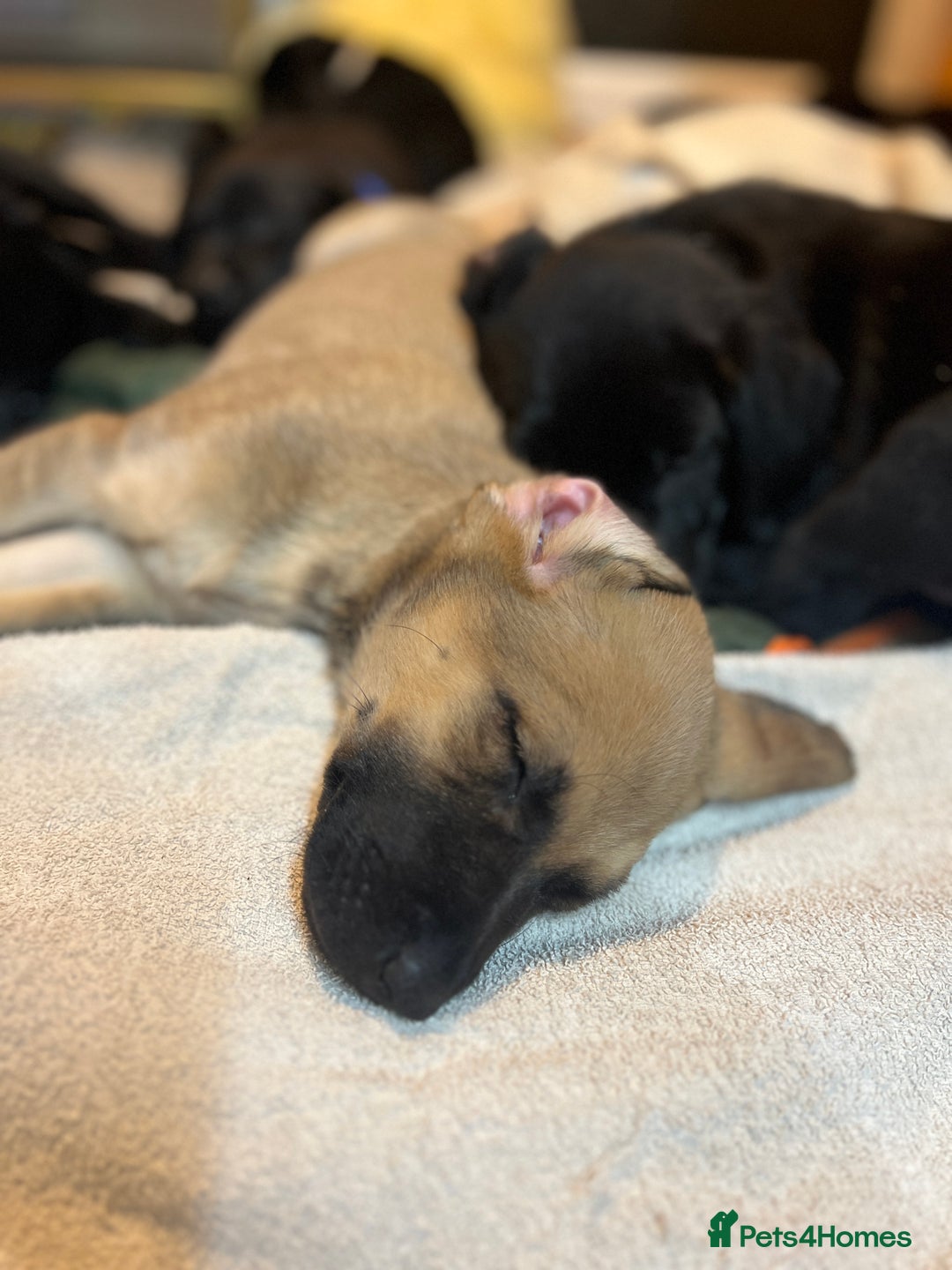 Mixed Breed dogs for sale: Beautiful mix Labrador/German Shepherd/Stuffy - Advert 10