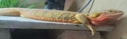 Bearded Dragon reptiles for sale: Adult male + female package - Advert 11