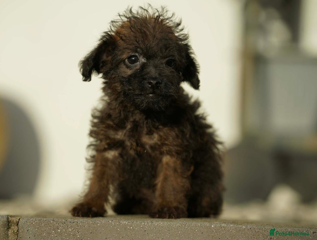 Jackapoo dogs for sale: Adorable Jackapoo Puppies  - Advert 5