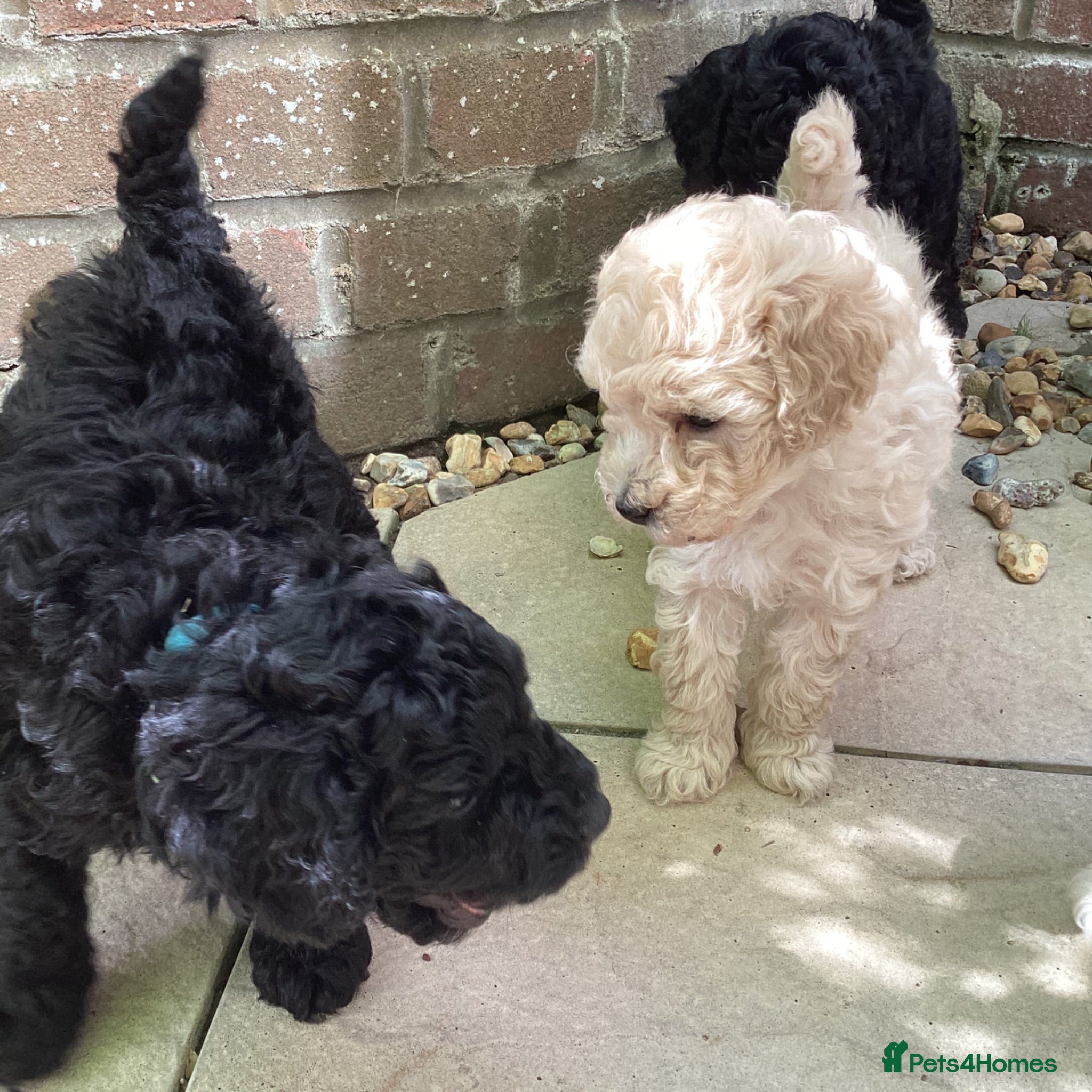 Toy Poodle dogs Gorgeous Toy Poodles - Price reduced  - Advert 1