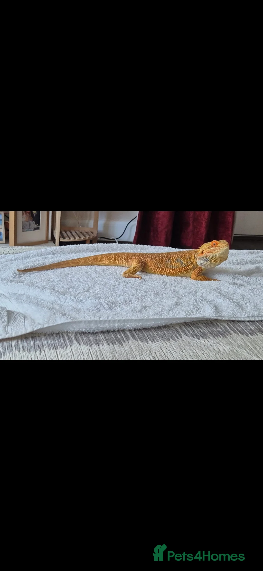 Bearded Dragon reptiles for sale: Beautiful Male Dragon  - Advert 1