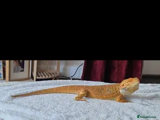 Bearded Dragon reptiles Beautiful Male Dragon - Advert 2