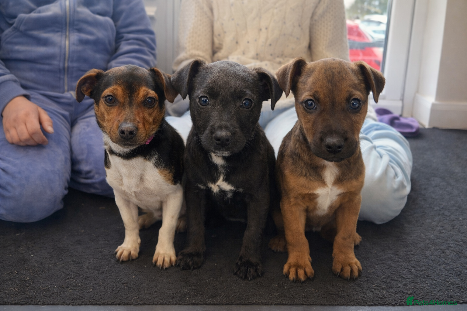 Patterjack dogs Adory Jack Russell puppies x patterdale  - Advert 1