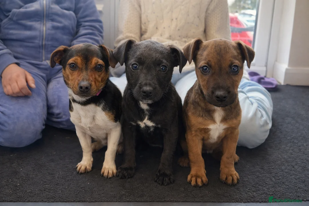Patterjack dogs for sale: Adory Jack Russell puppies x patterdale  - Advert 1