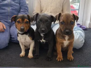 Patterjack dogs Adory Jack Russell puppies x patterdale - Advert 1