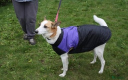 Mixed Breed dogs for adoption: 💖🐶 ALAYA 🐶💖 - Image 36