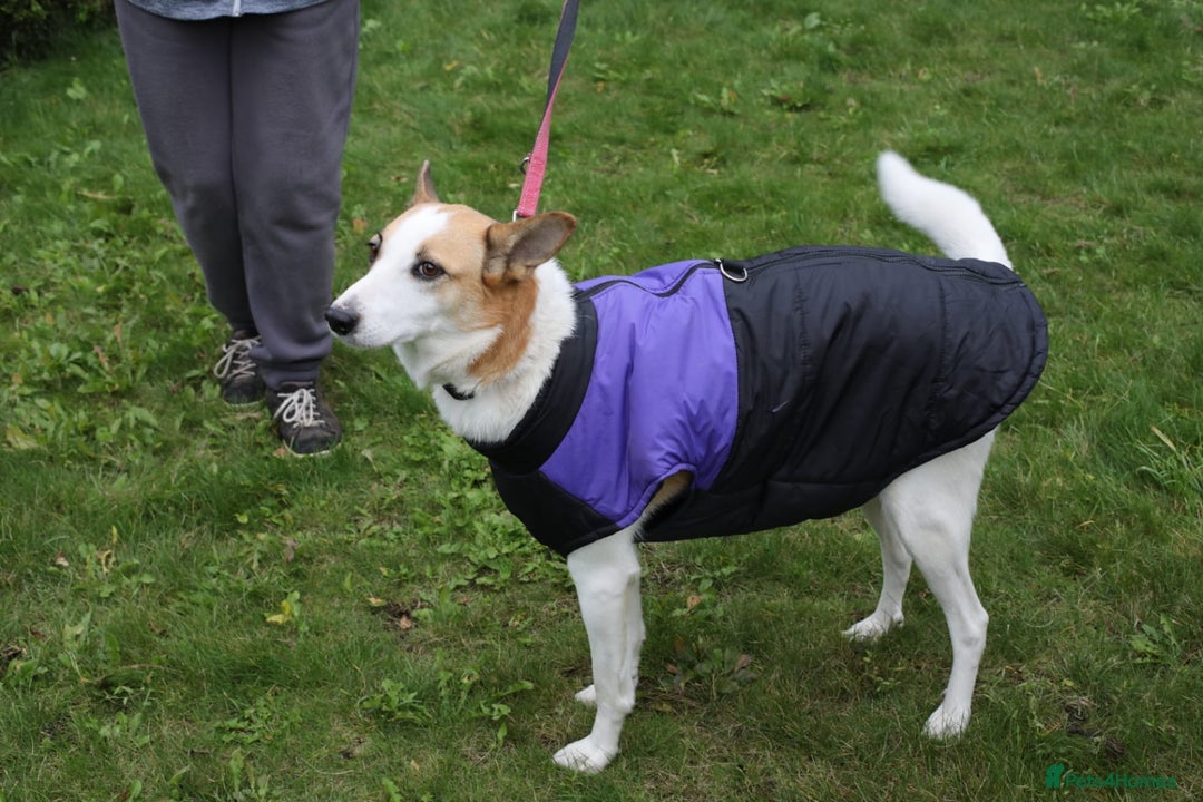 Mixed Breed dogs for adoption: 💖🐶 ALAYA 🐶💖 - Image 36