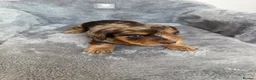 Miniature Dachshund dogs for sale: 5* KC Champion Blood Miniature Long Hair Dachshund - Advert 14