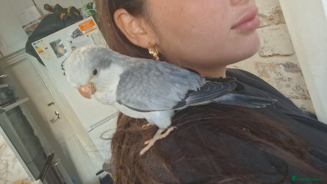 Parakeets birds for sale: Mr Gary male dna tested parakket  - Image 1