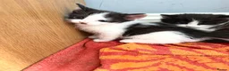 Mixed Breed cats for sale: 4 beautiful black and white kittens  - Advert 4