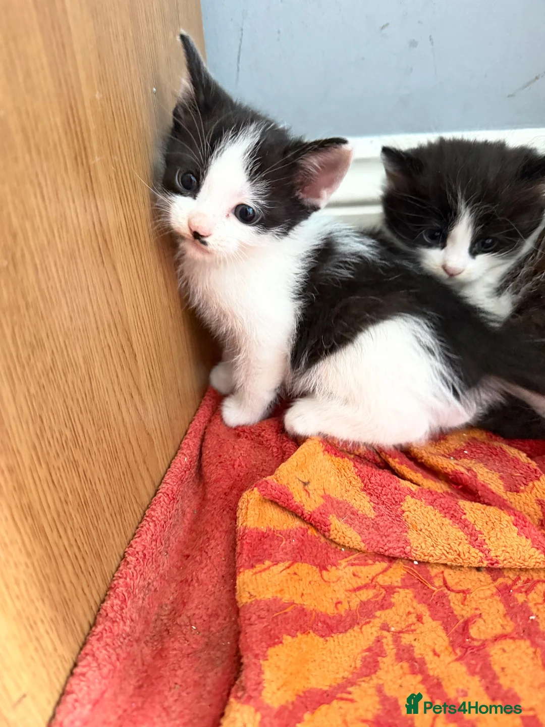 Mixed Breed cats for sale: 4 beautiful black and white kittens  - Advert 4