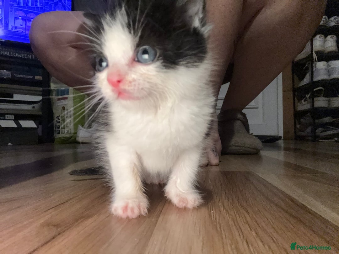 Turkish Van cats for sale: Turkish van kittens - Image 6