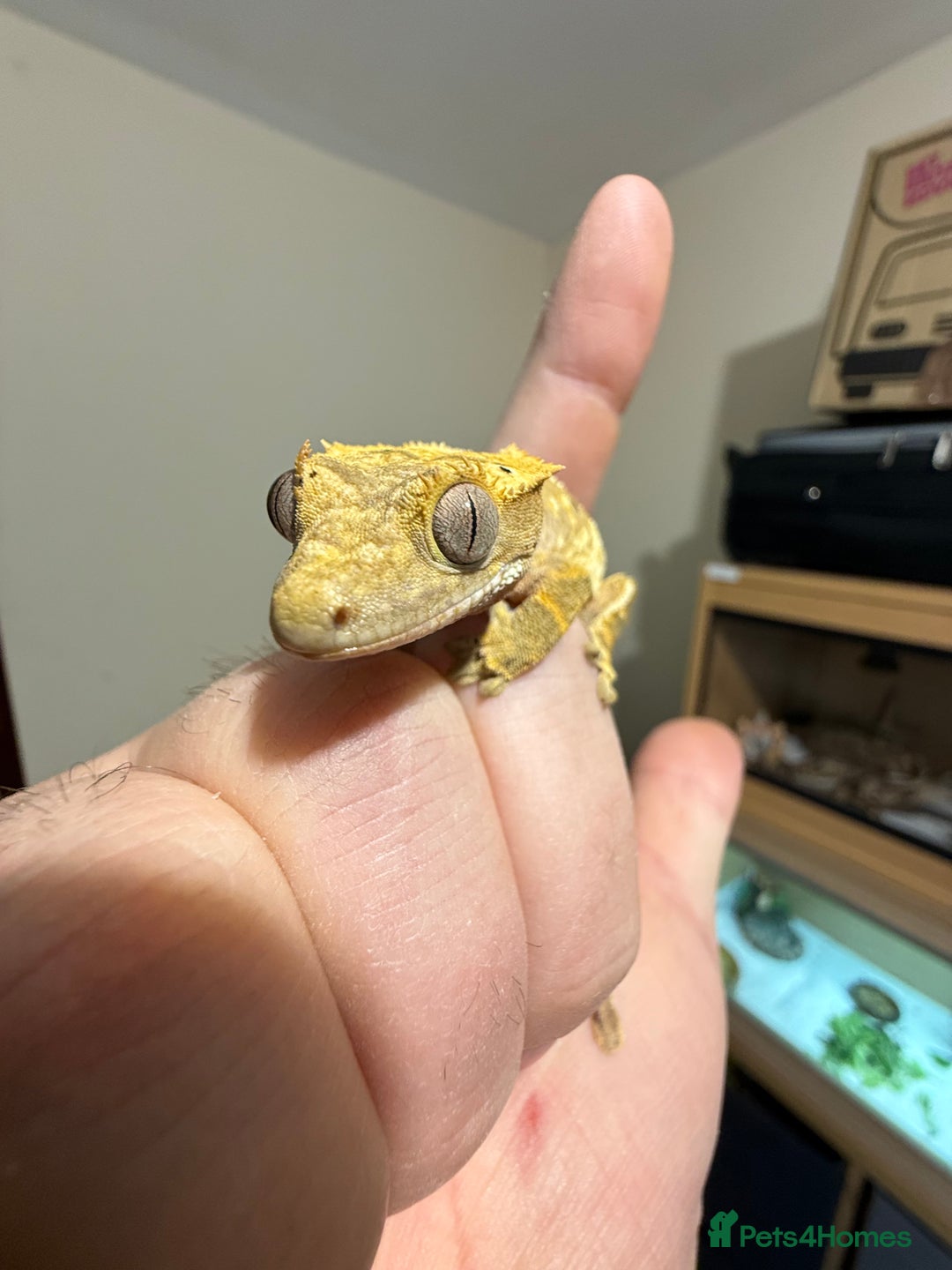 Gecko reptiles for sale: 🔥🔥🔥 Baby crested Geckos 🔥🔥🔥 - Advert 13