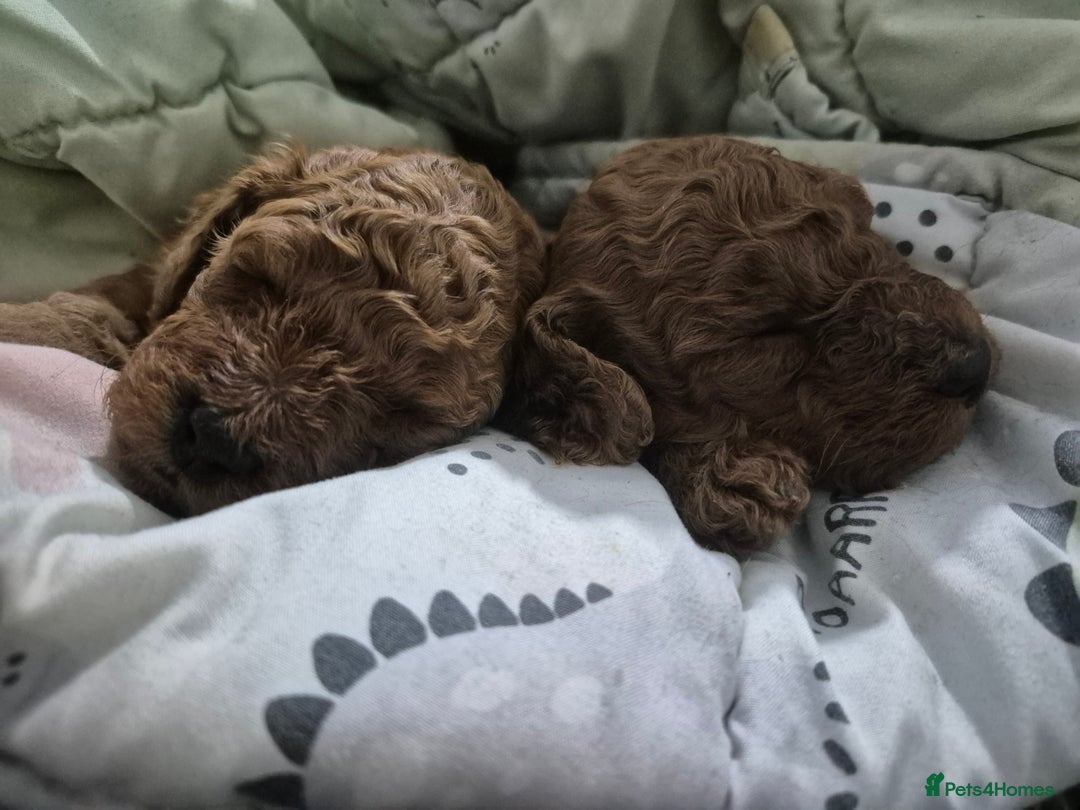 Cavapoo dogs for sale: Beautiful red cavapoo babies - Image 7