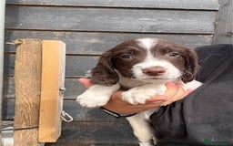 English Springer Spaniel dogs for sale: Beautiful pedigree springer spaniels  - Image 9