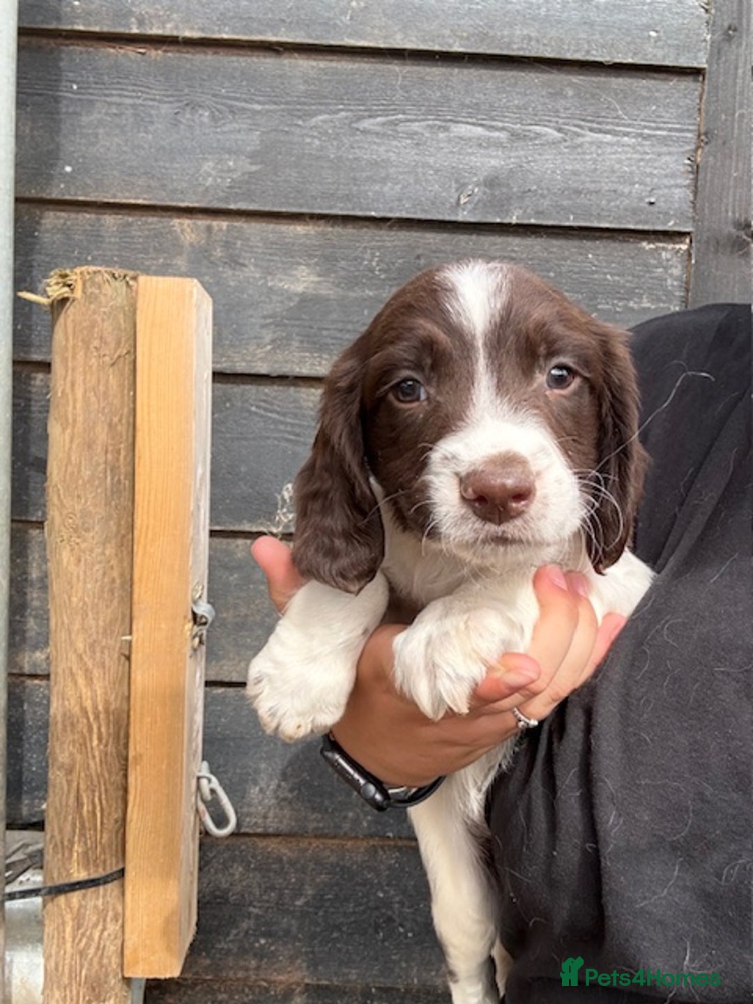 English Springer Spaniel dogs for sale: Beautiful pedigree springer spaniels  - Image 9