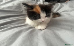 Mixed Breed cats for sale: Calio Kitten Female 2 Months Old - Image 10