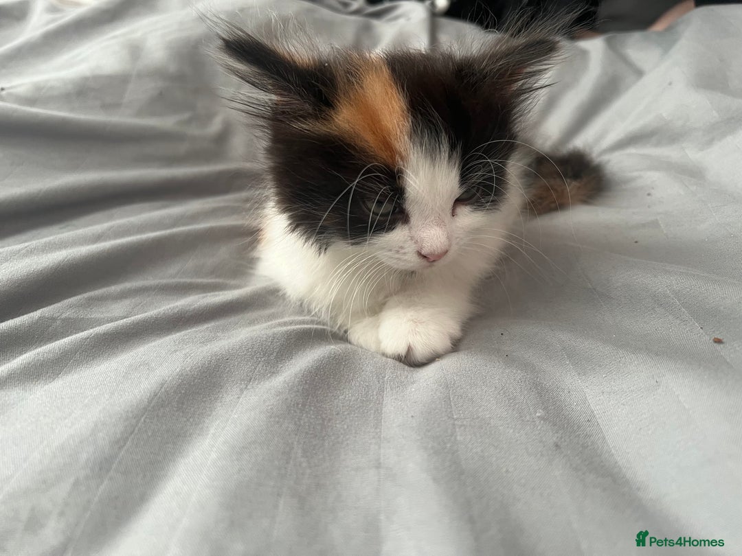 Mixed Breed cats for sale: Calio Kitten Female 2 Months Old - Image 10