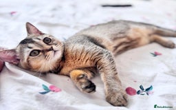 Scottish Fold cats for sale: Pedigree Kitten girl looking for a family  - Image 15