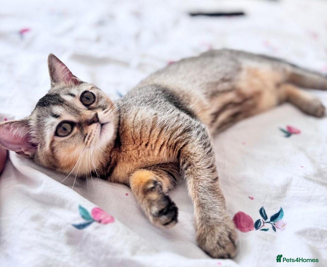 Scottish Fold cats for sale: Pedigree Kitten girl looking for a family  - Image 15