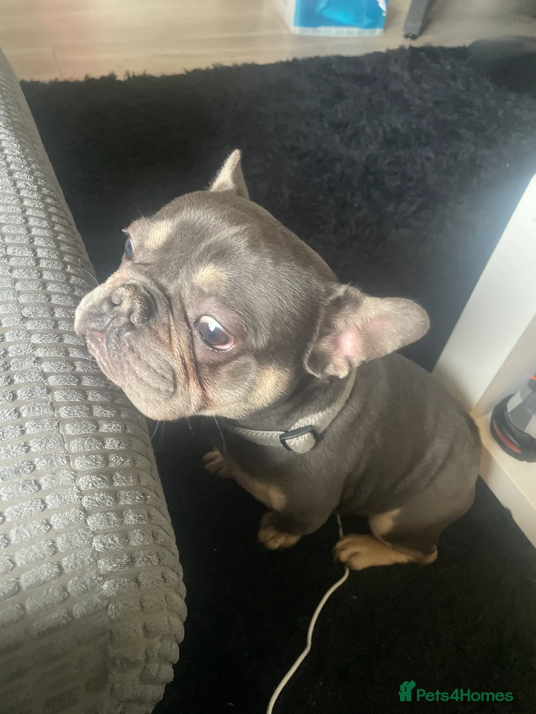 French Bulldog dogs for sale: (Gucci) 9 month old French Bulldog  - Advert 2