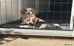 Beagle dogs for sale: 1 stunning Beagle Puppy left, ready now in Sidcup - Image 4