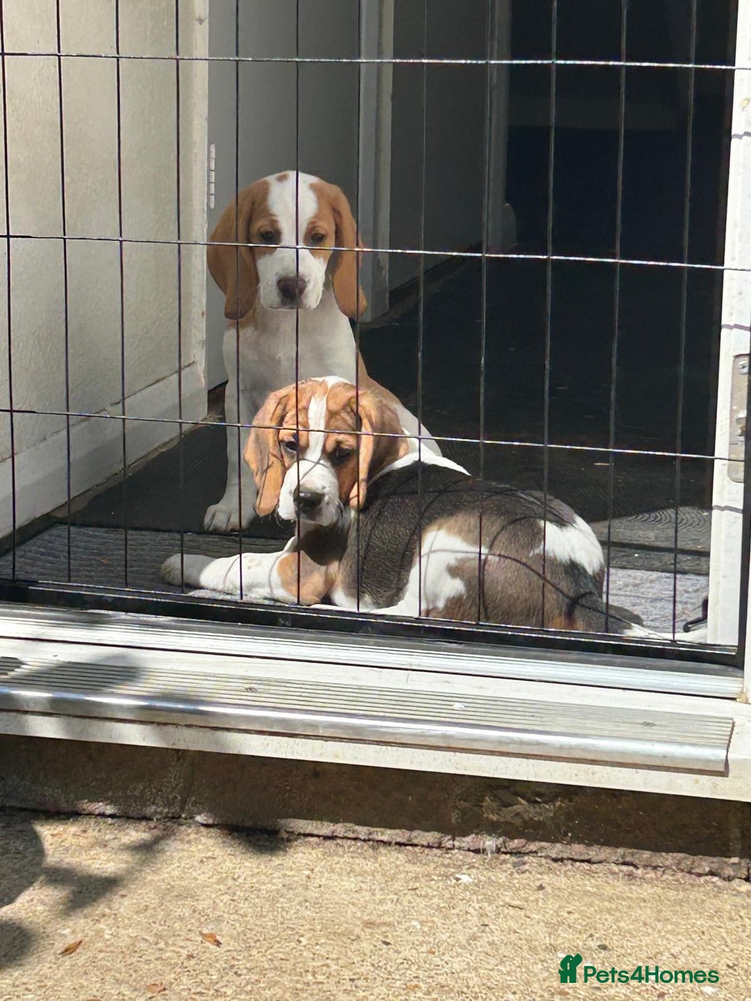 Beagle dogs for sale: 1 stunning Beagle Puppy left, ready now in Sidcup - Image 4