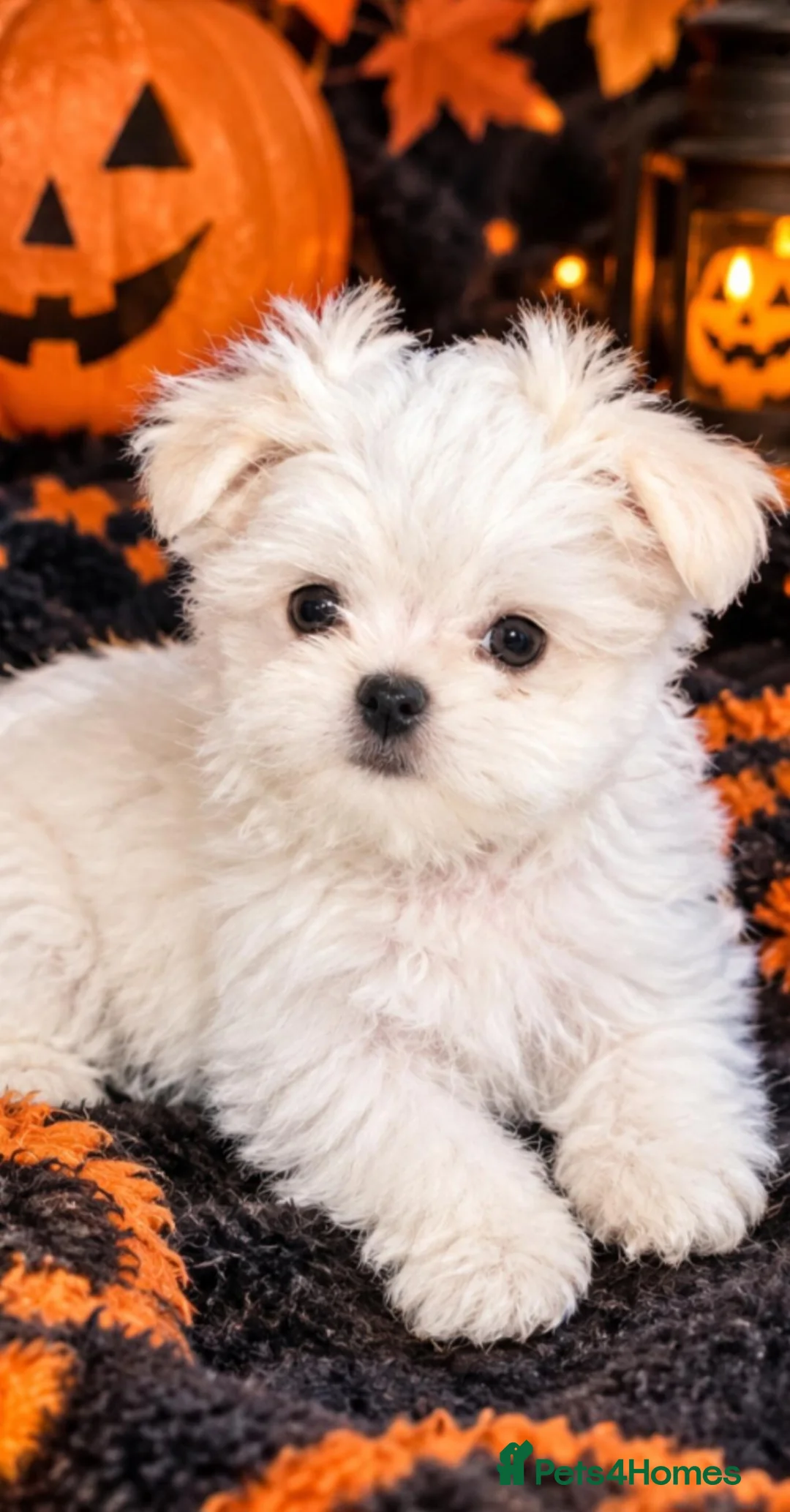 Maltese dogs for sale: Tiny Maltese boy ready now  - Advert 2