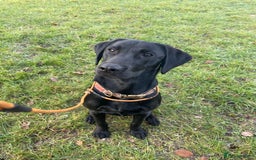 Labrador Retriever dogs for stud: Traditional Working Type Black Labrador Stud - Image 7