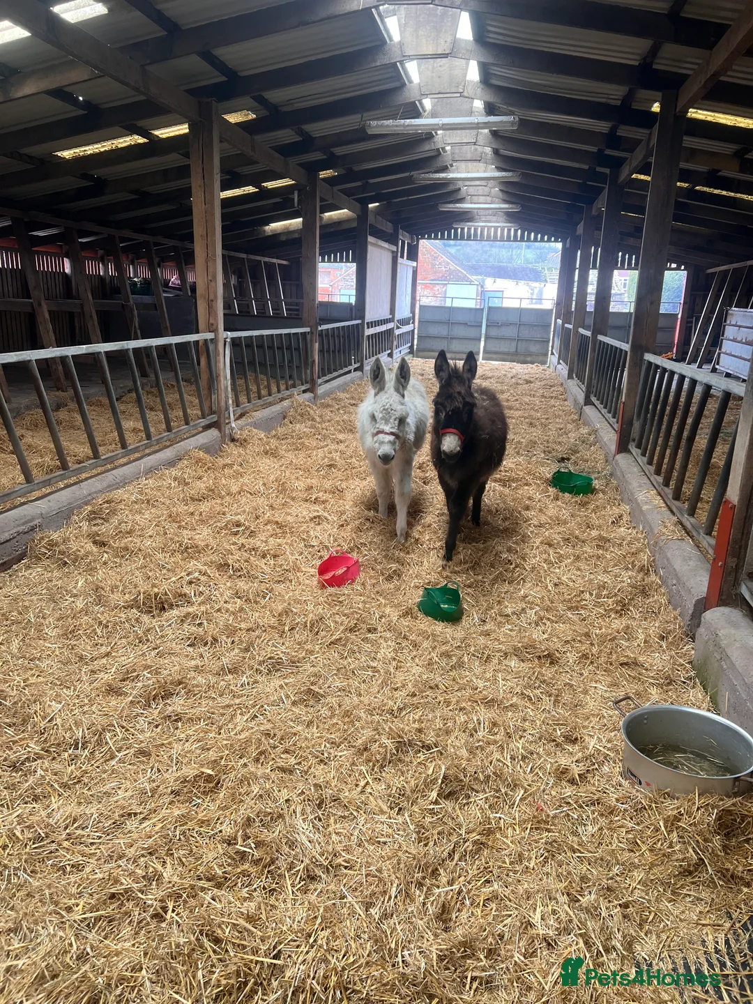 Donkey livestock for sale: Jack and Jill donkeys  - Advert 2