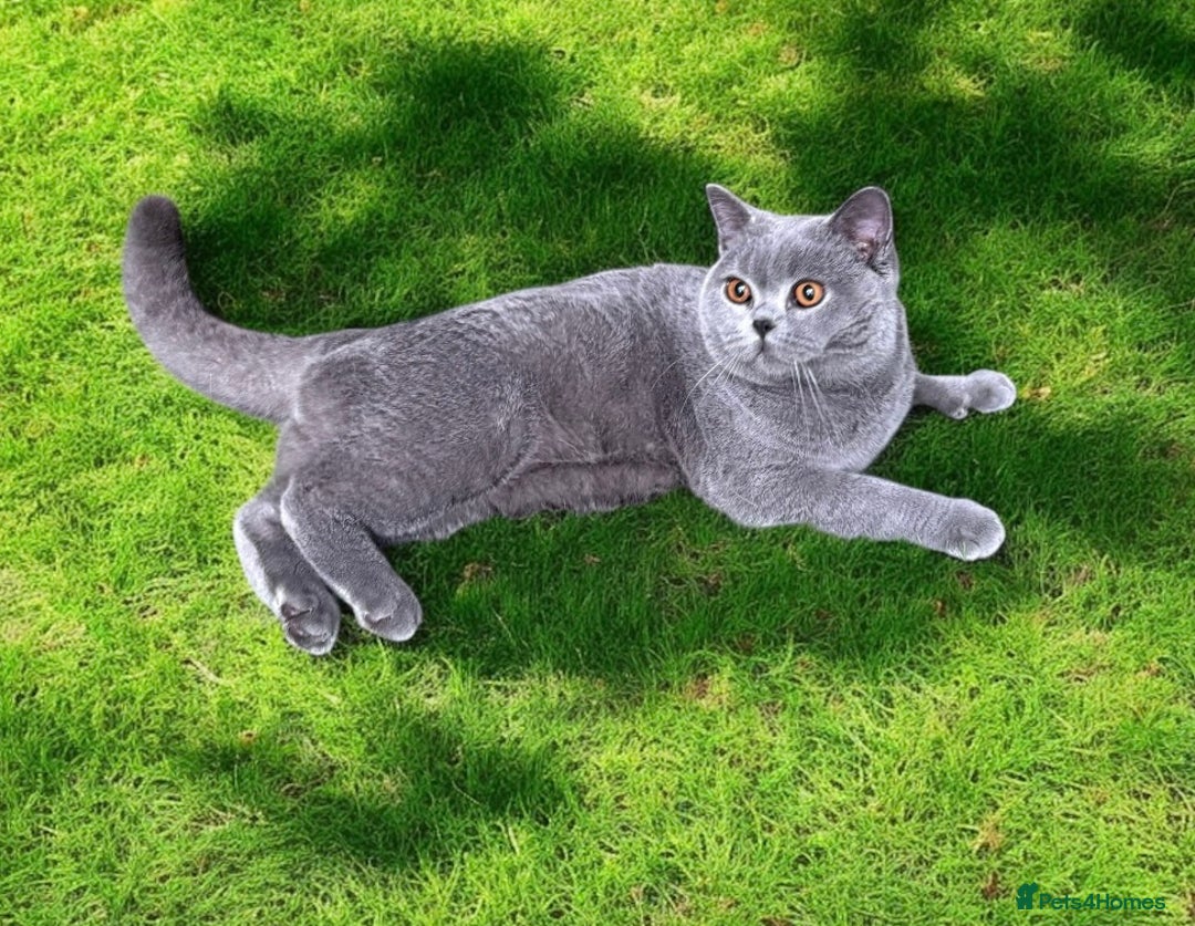 British Shorthair cats for sale: 6 months old boy  - Image 4