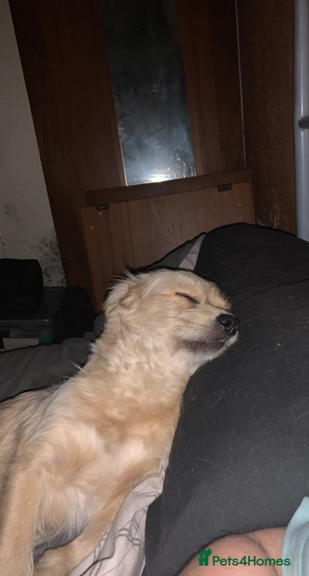 Mixed Breed dogs for sale: Romeo - Image 3