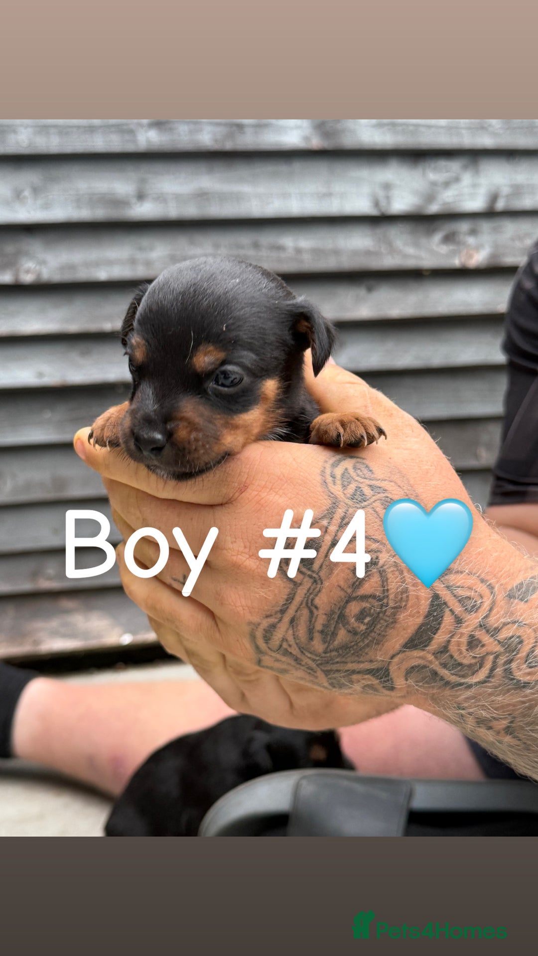 Patterdale Terrier dogs for sale: Patterdale terrier puppies for sale  - Image 9