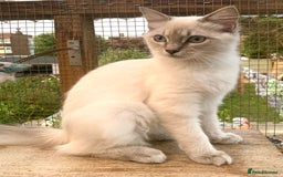 Ragdoll cats for sale: Ragdoll lynx point female kitten 5 months old   - Image 6