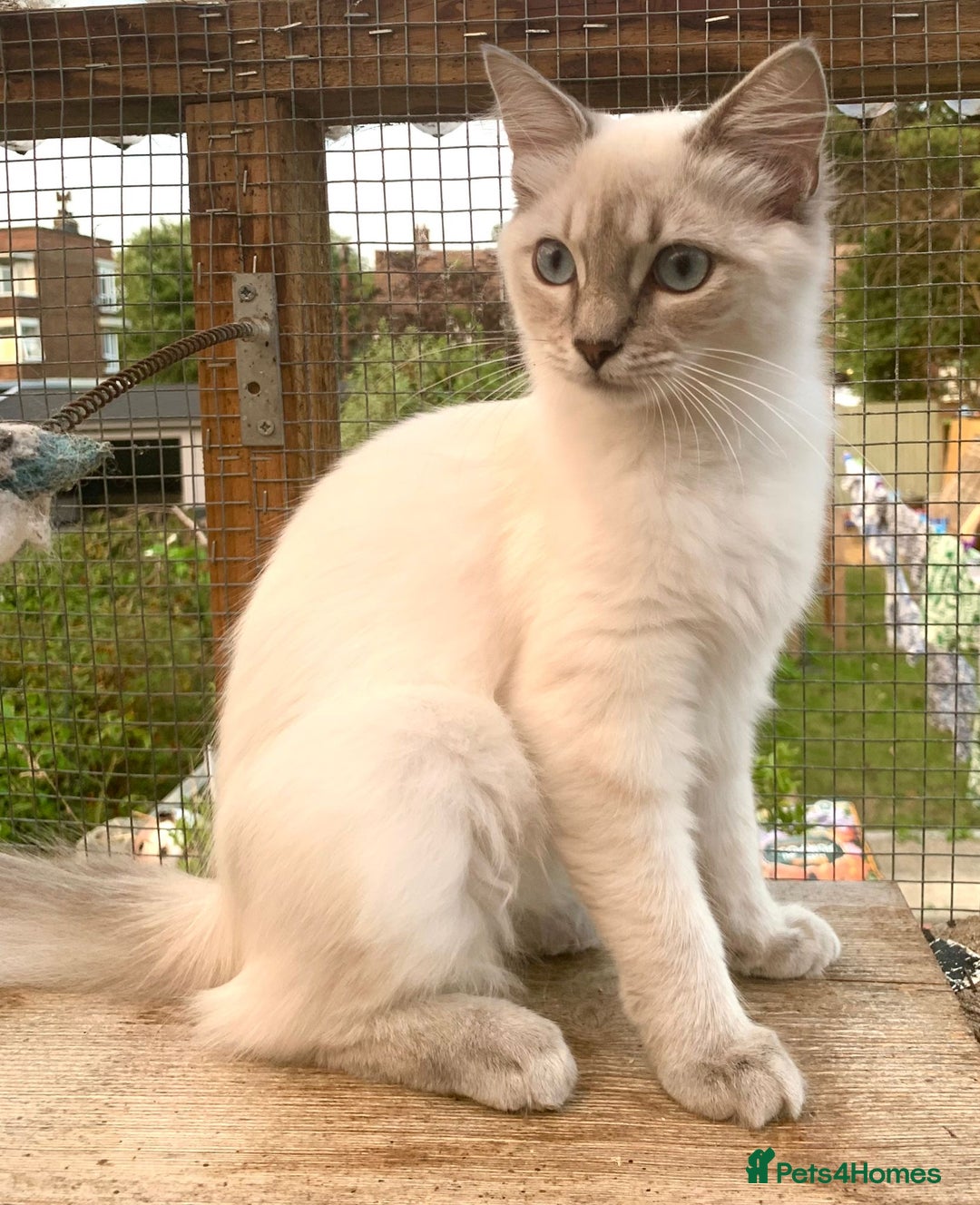 Ragdoll cats for sale: Ragdoll lynx point female kitten 5 months old   - Image 6