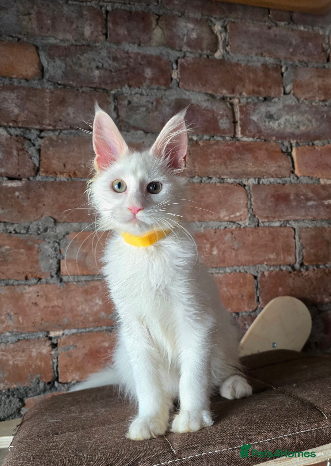 Maine Coon cats for sale: Reduced price- Last 2x Kittes - TICA MaineCoon - Image 25