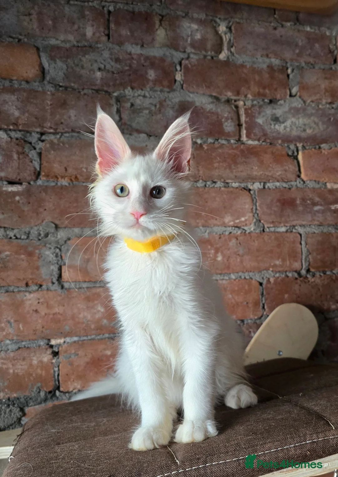 Maine Coon cats for sale: TICA MaineCoon Boy - Neutered  - Advert 24