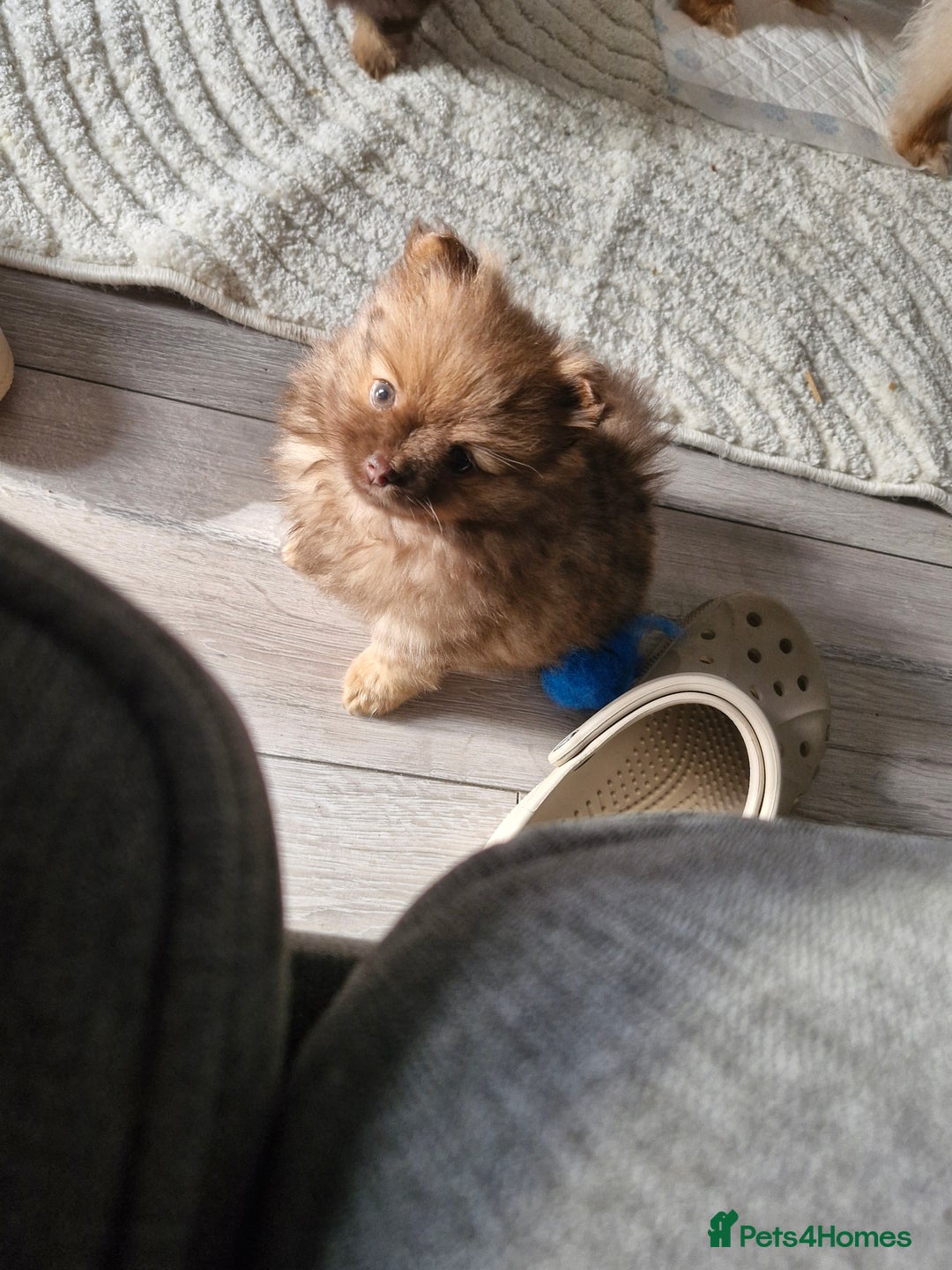 Pomeranian dogs for sale: Beautiful short snout kc pomeranian puppies - Advert 2