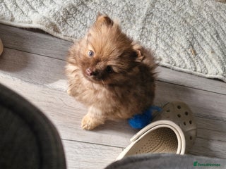 Pomeranian dogs Beautiful short snout kc pomeranian puppies - Advert 10