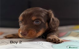 Dachshund dogs for sale: 3 beautiful long hair daschund puppies - Image 6